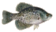 Crappie